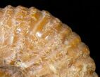 Heavy ( Wide) Mantelliceras Ammonite #15074-3